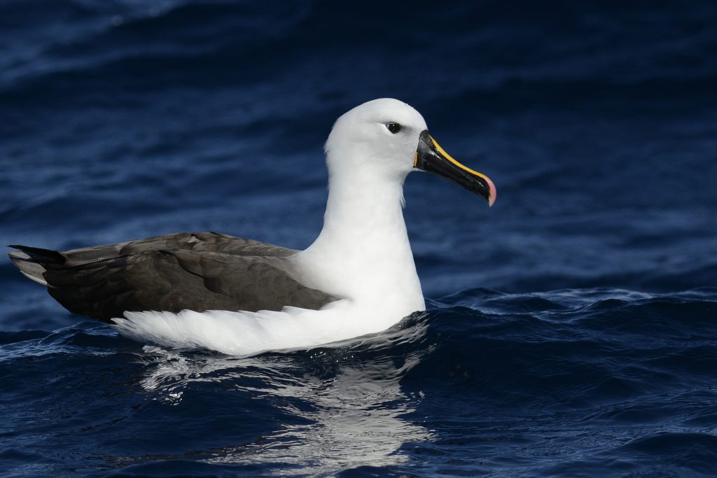 Indian Yellow-nosed Albatross – Holmen Birding Safaris