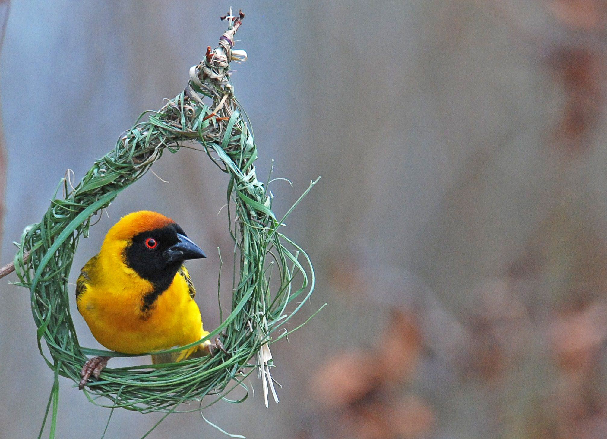 Southern Masked Weaver – Holmen Birding