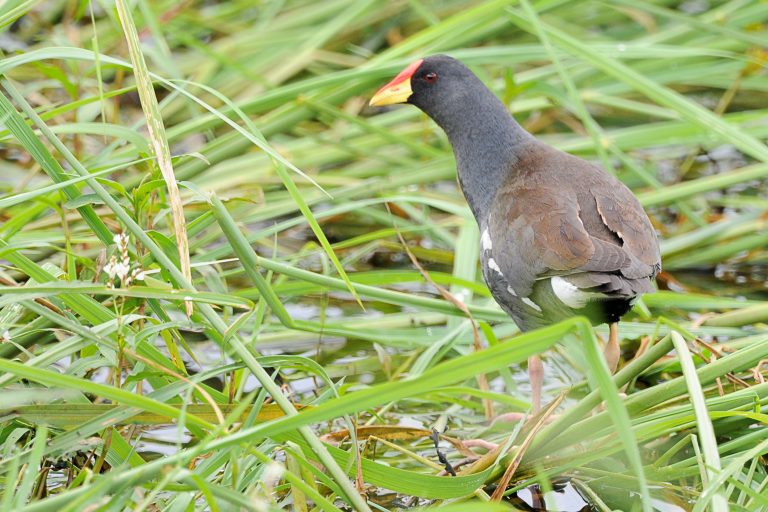 Swamphens Moorhens Coots Holmen Birding Safaris