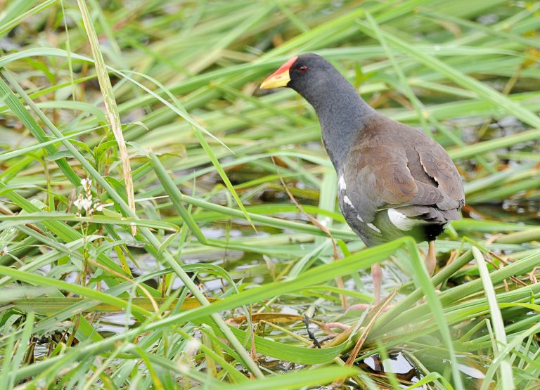 Lesser Moorhen Holmen Birding Safaris