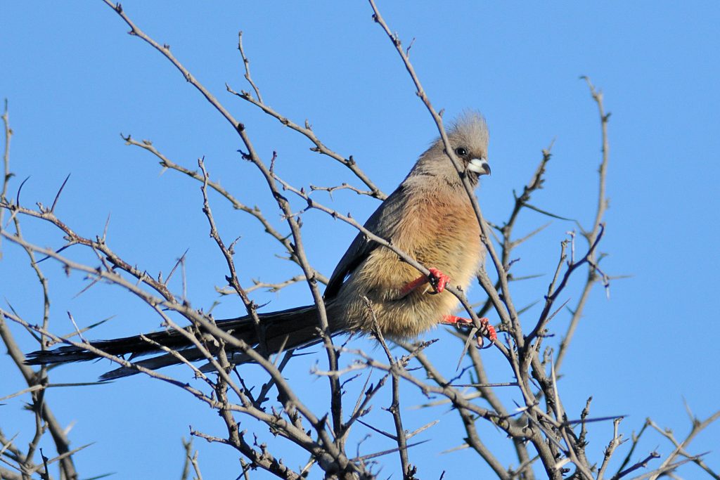 White Backed Mousebird Holmen Birding Safaris 8630