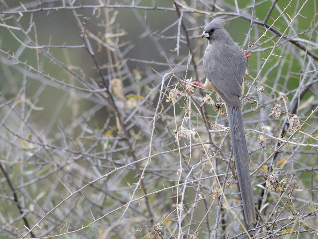 White Backed Mousebird Holmen Birding Safaris 6634