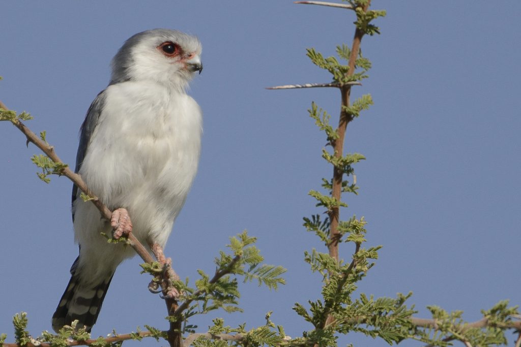 african pygmy falcon video