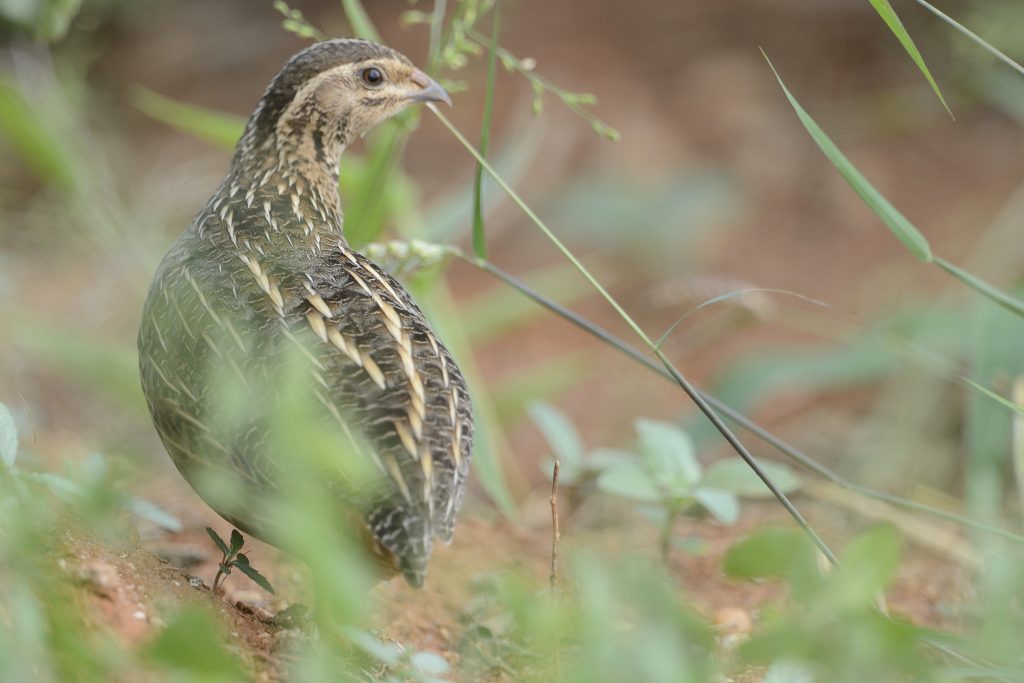 common-quail-holmen-birding-safaris