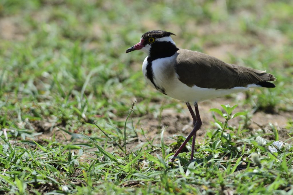 Black-headed Lapwing – Holmen Birding Safaris