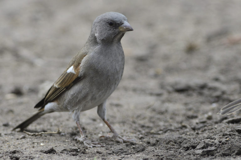 Swahili Sparrow – Holmen Birding Safaris