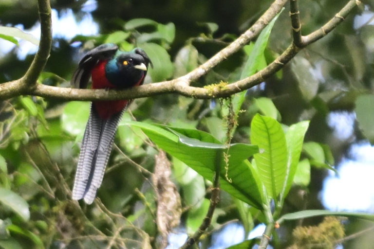 Bar Tailed Trogon Holmen Birding Safaris