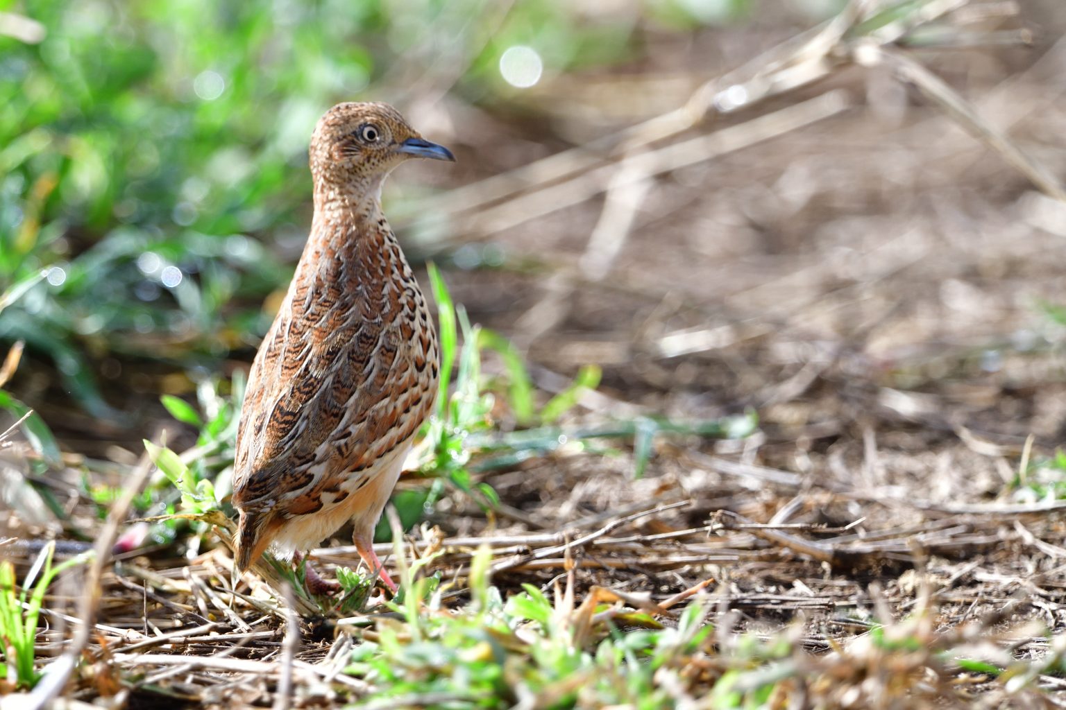 Common Buttonquail Holmen Birding Safaris