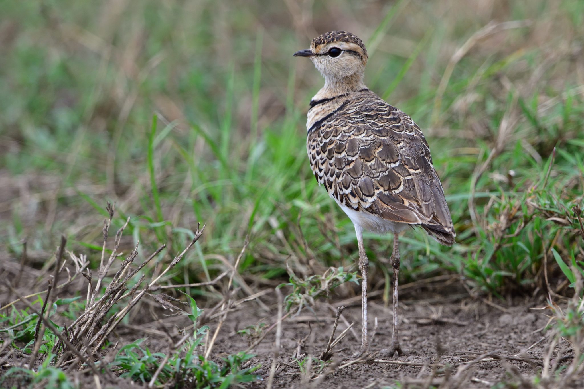 Doublebanded Courser Holmen Birding Safaris