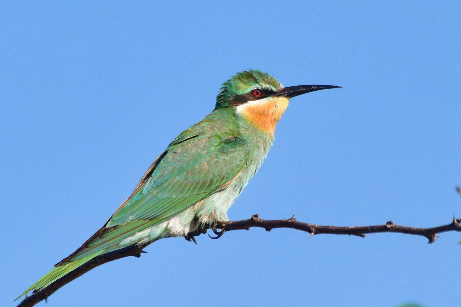 Blue Cheeked Bee Eater Holmen Birding Safaris