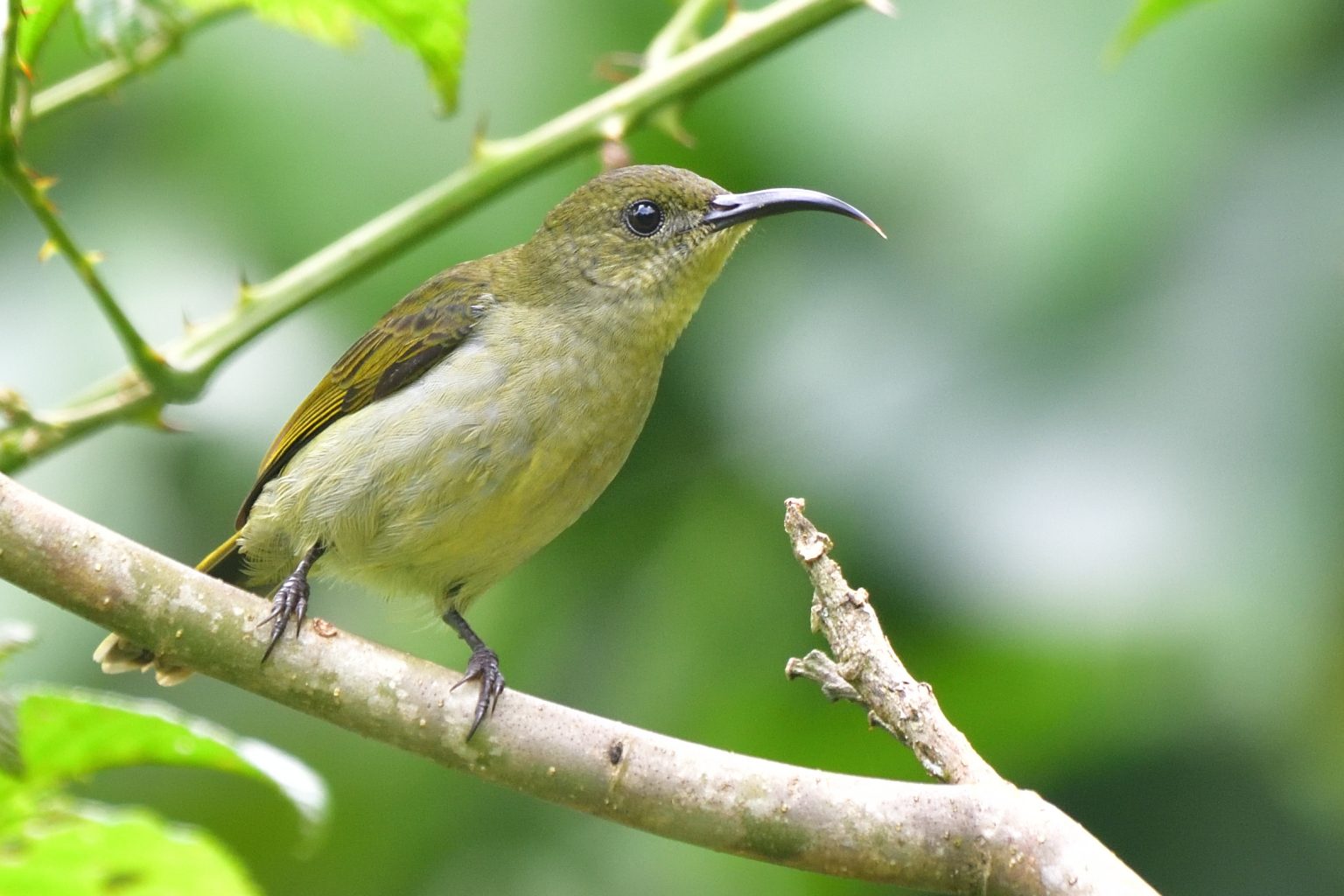 Olive Sunbird Holmen Birding Safaris