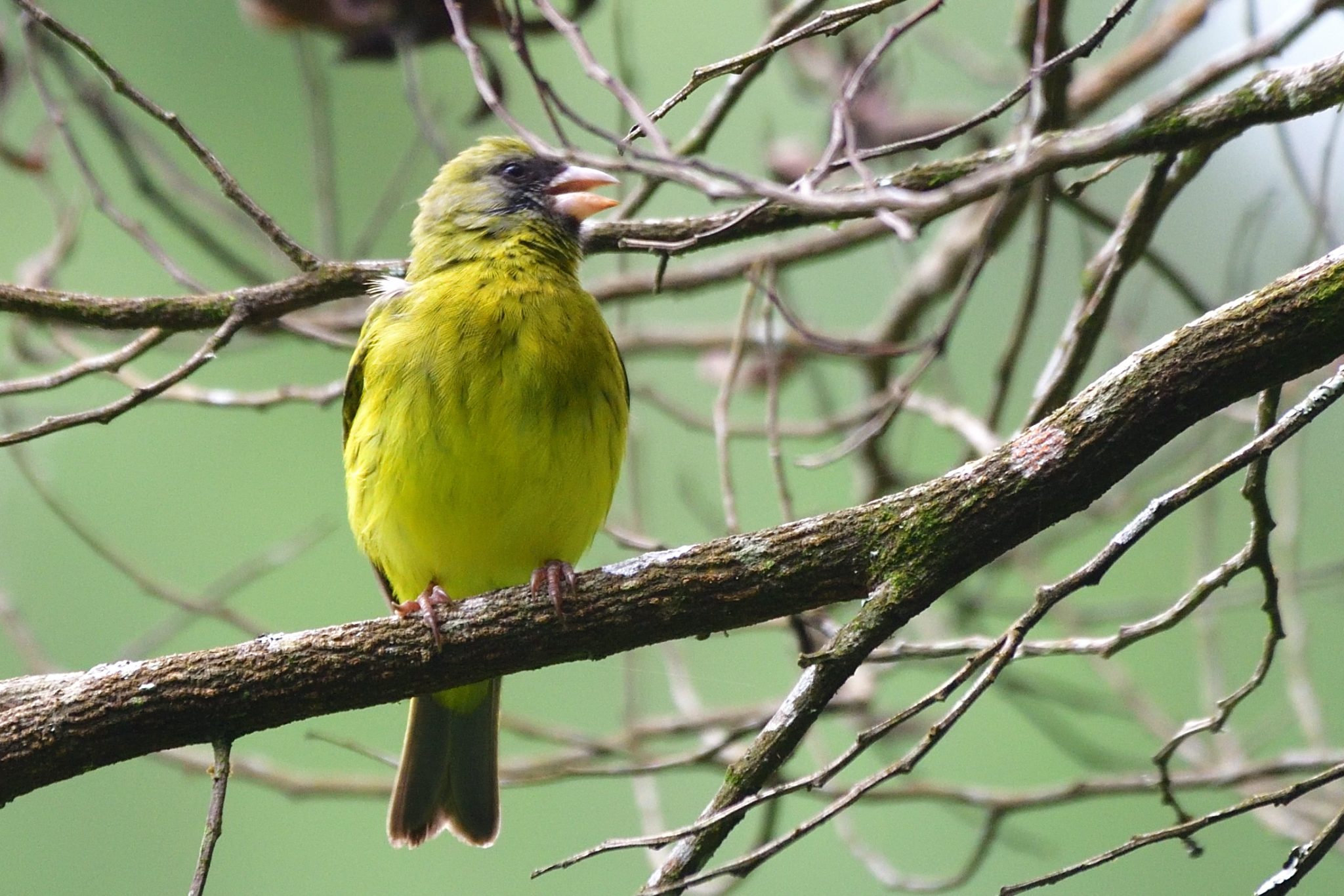 Southern Citril – Holmen Birding Safaris