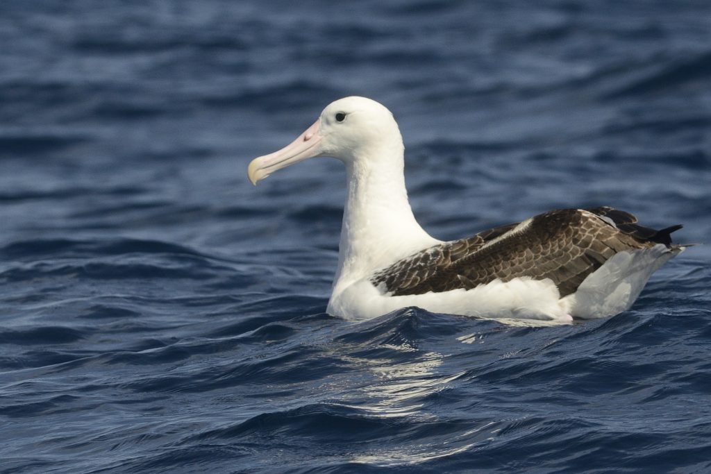 Southern Royal Albatross – Holmen Birding Safaris