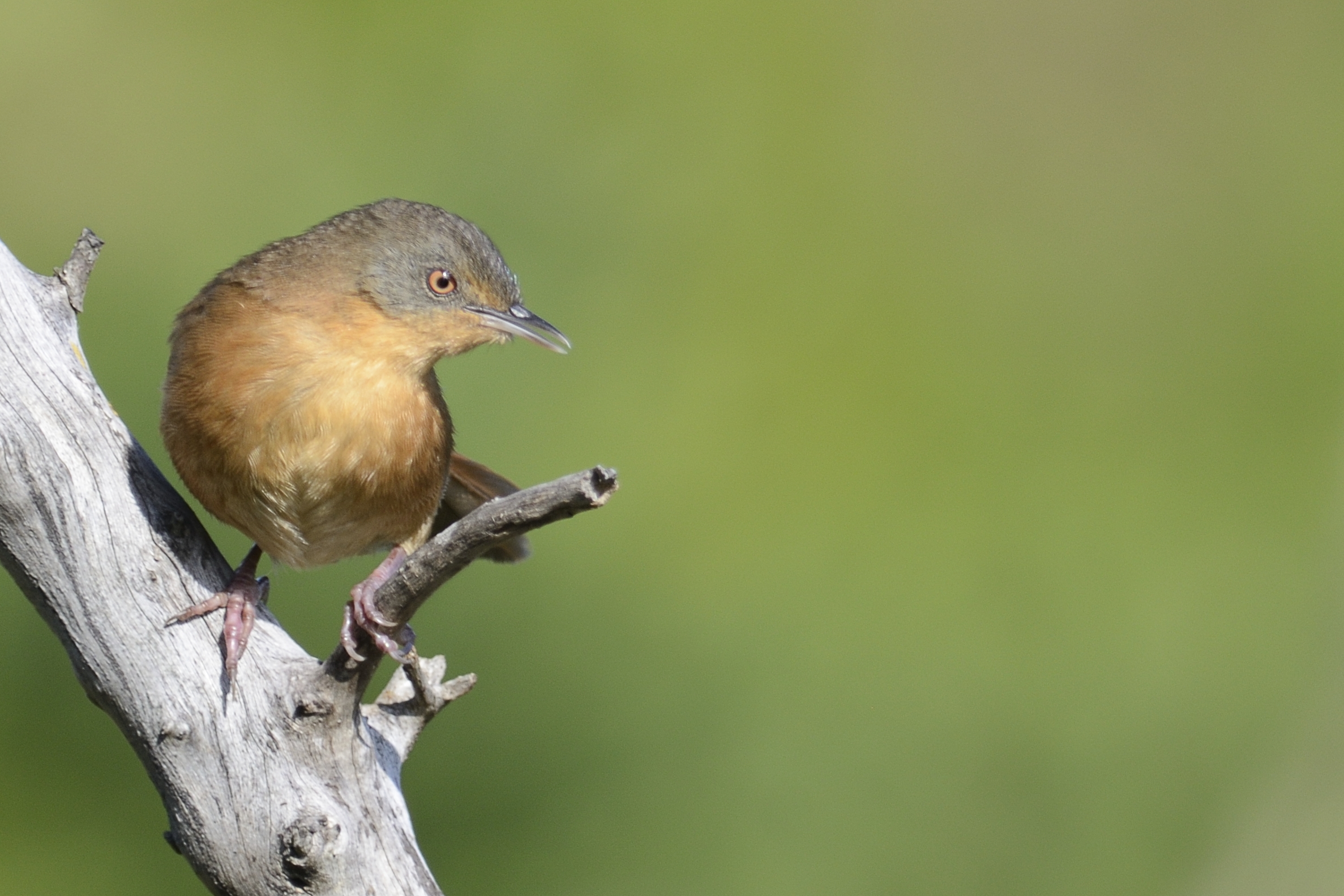 Victorin´s Warbler – Holmen Birding Safaris