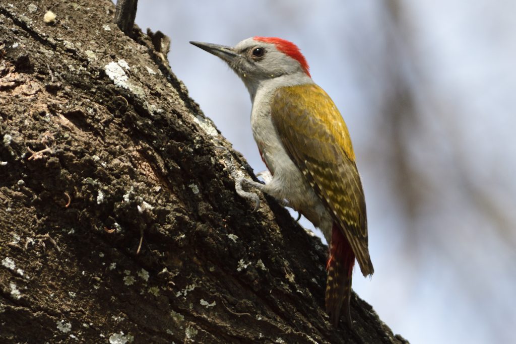 Eastern Grey Woodpecker – Holmen Birding Safaris