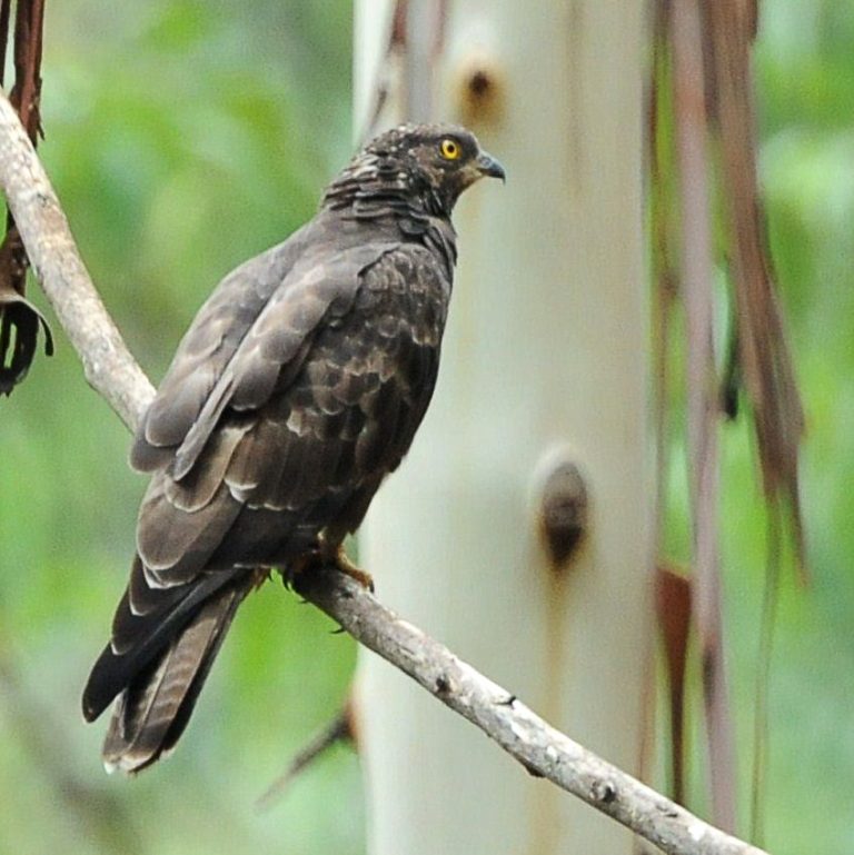 European Honey Buzzard – Holmen Birding Safaris