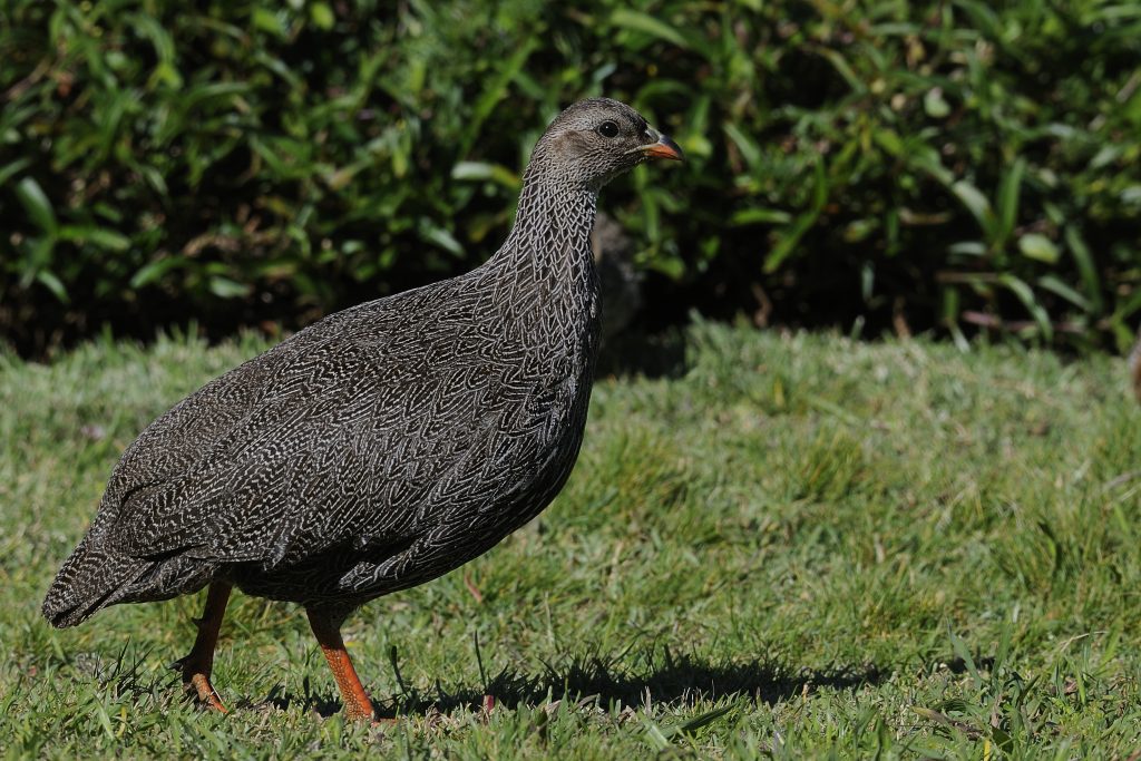 Cape Spurfowl – Holmen Birding Safaris