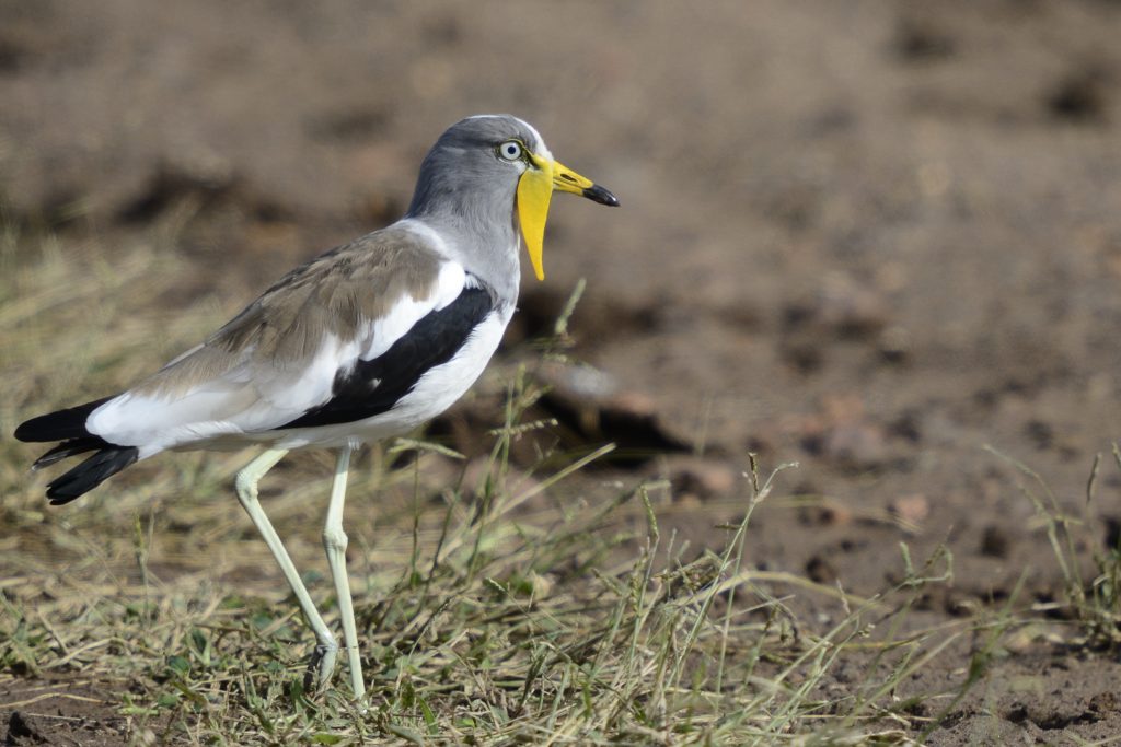 White-crowned Lapwing – Holmen Birding Safaris