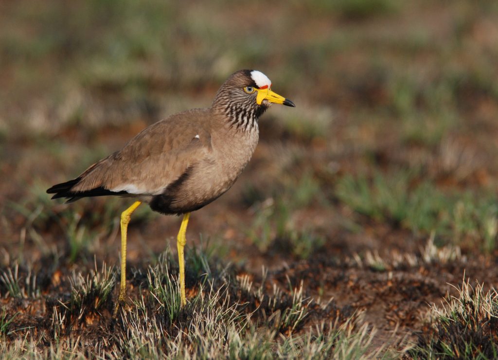 African Wattled Lapwing – Holmen Birding Safaris