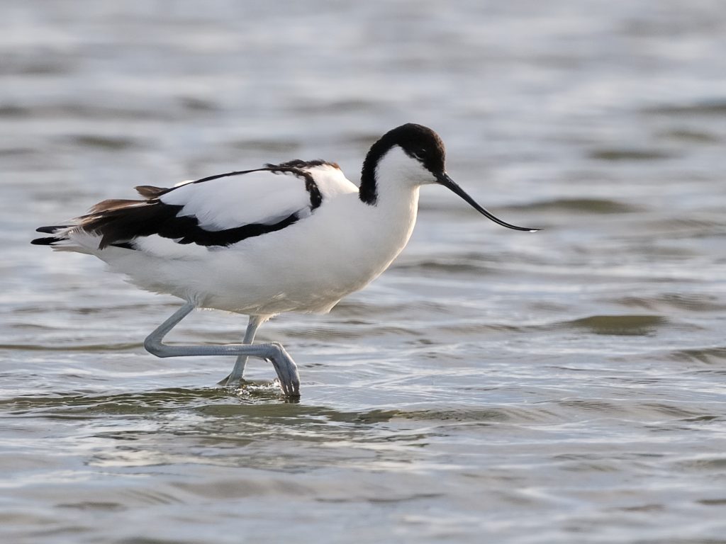 Pied Avocet – Holmen Birding Safaris