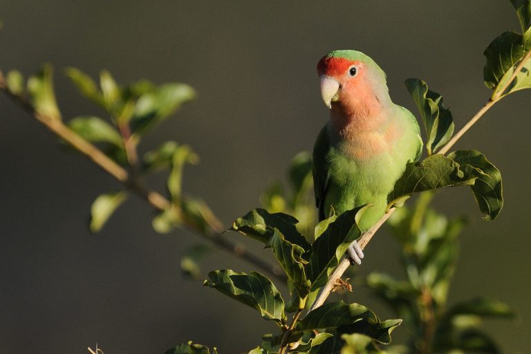 Rosy-faced Lovebird – Holmen Birding Safaris