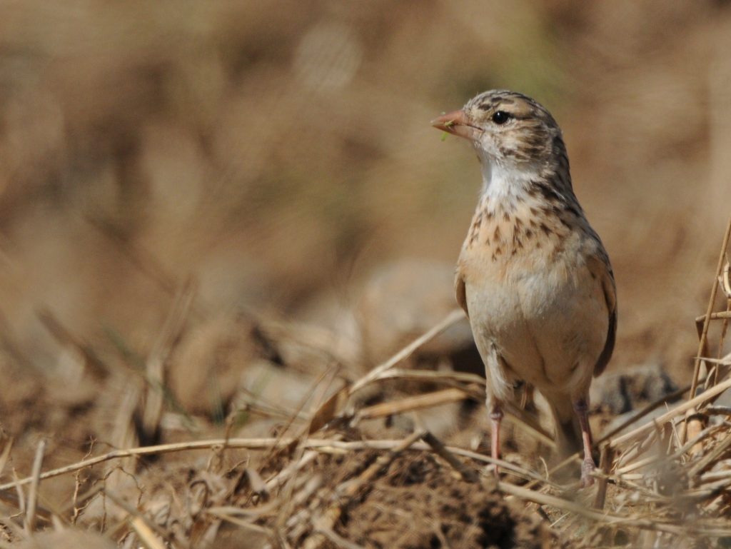 Pink-billed Lark – Holmen Birding Safaris