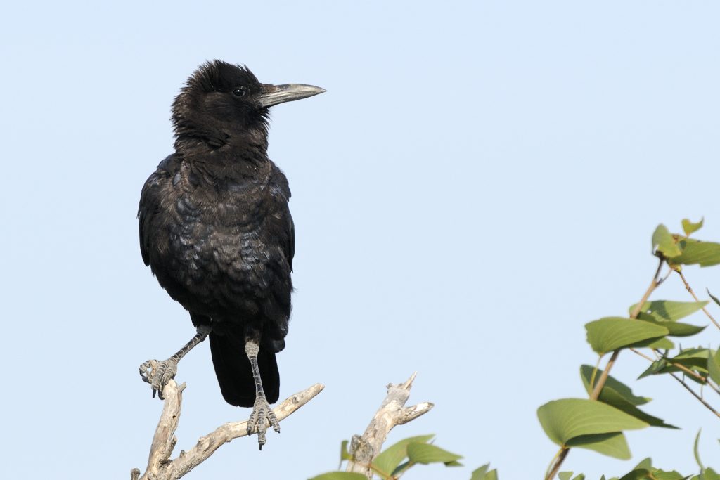 Cape Crow – Holmen Birding Safaris