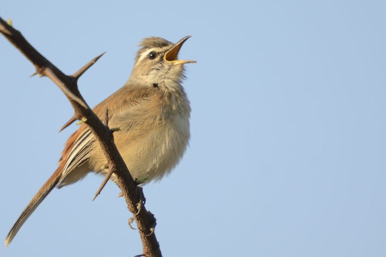 Kalahari Scrub-Robin – Holmen Birding Safaris