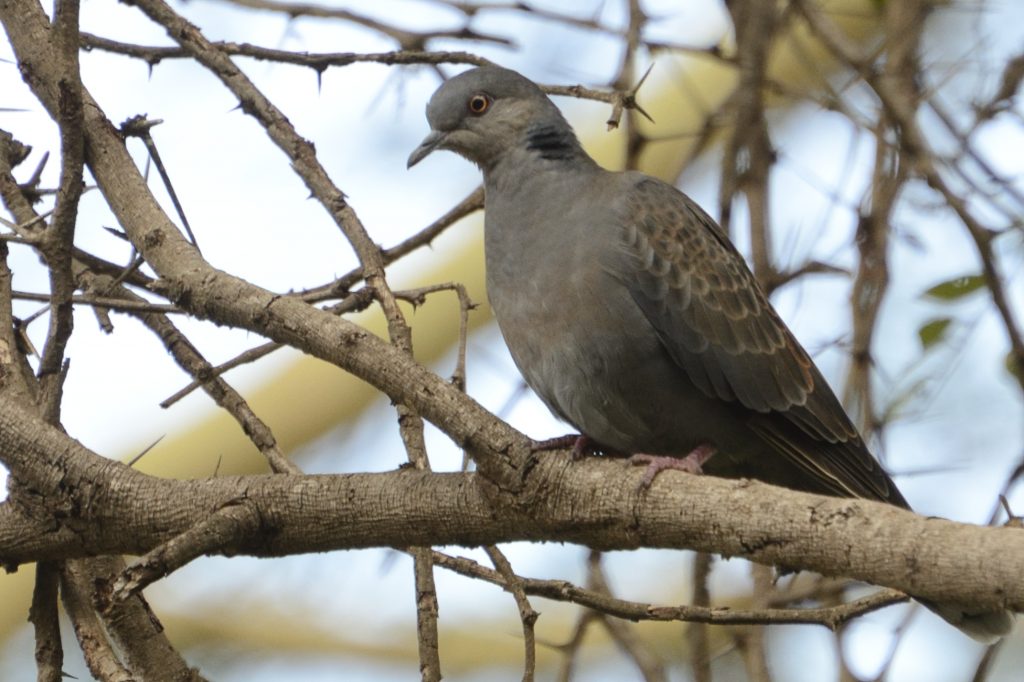 Dusky Turtle-Dove – Holmen Birding Safaris