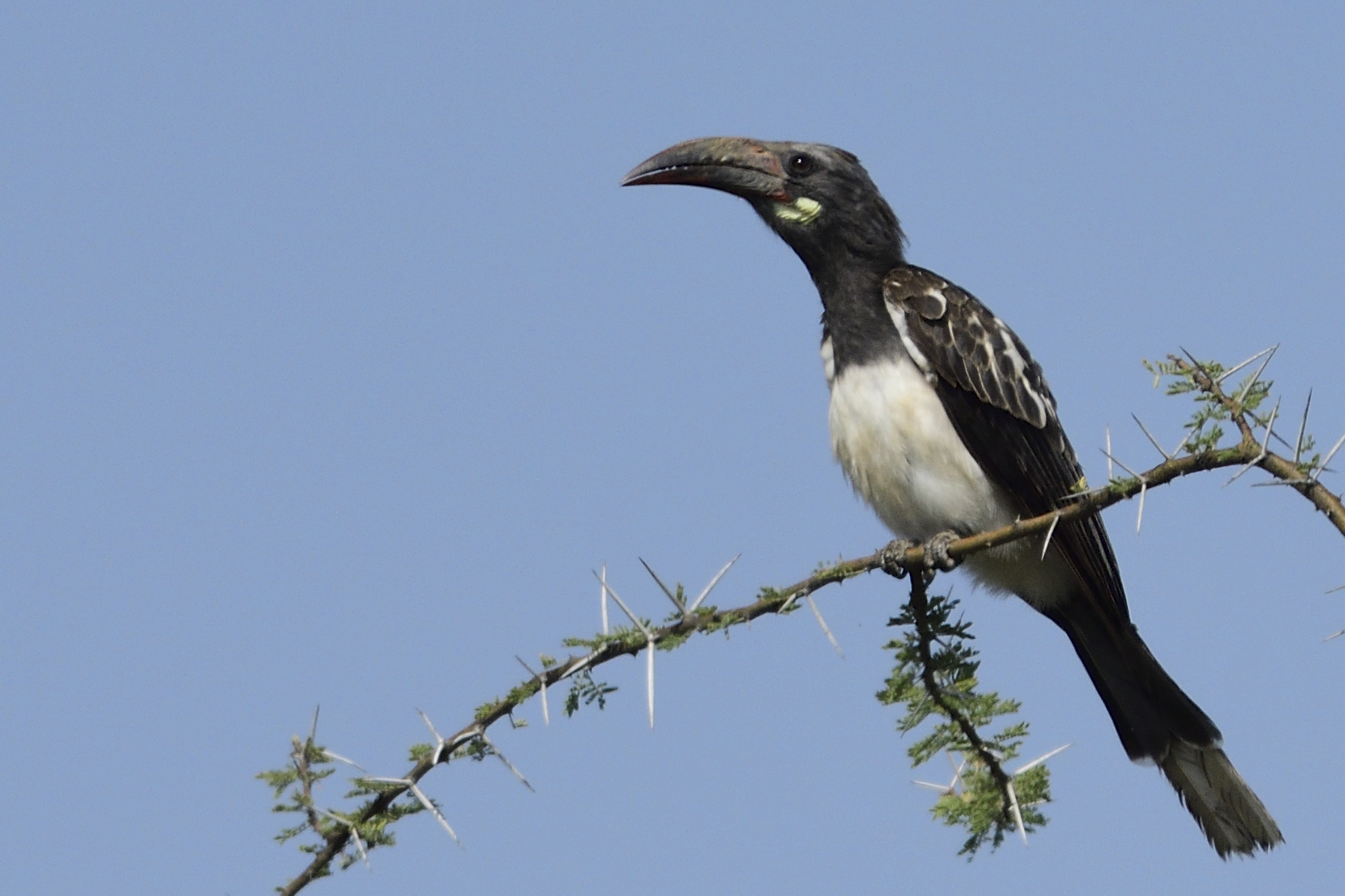 Hemprich´s Hornbill – Holmen Birding Safaris