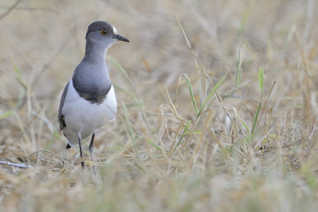 Senegal Lapwing – Holmen Birding Safaris