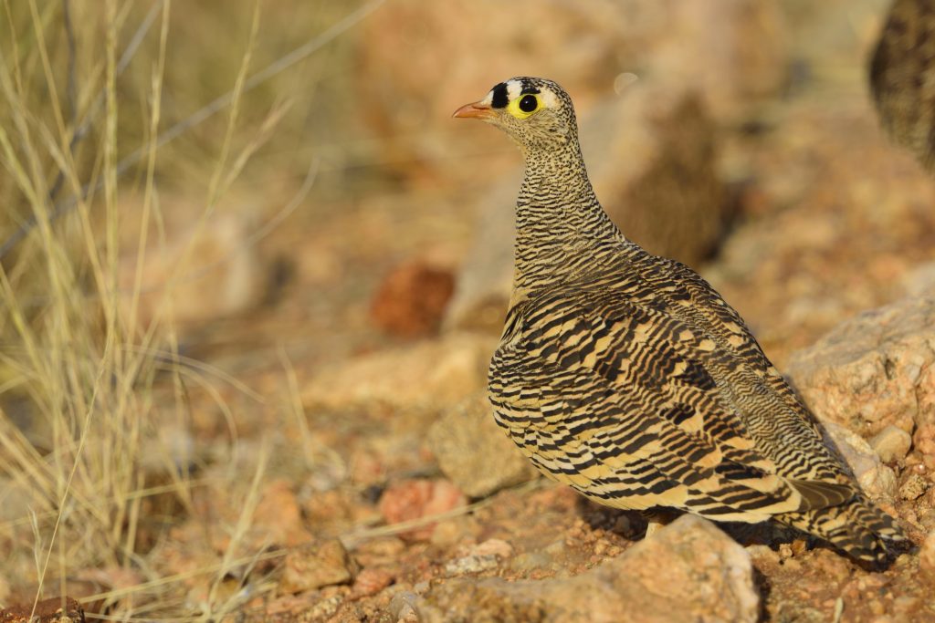 Lichtenstein´s Sandgrouse – Holmen Birding Safaris