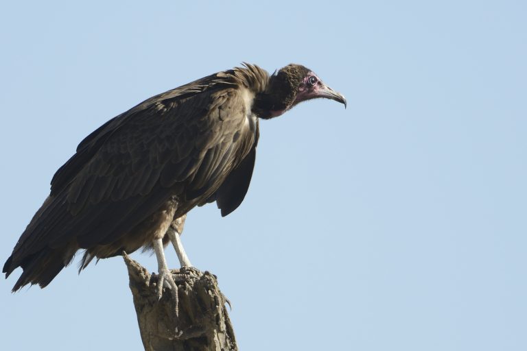 Hooded Vulture – Holmen Birding Safaris