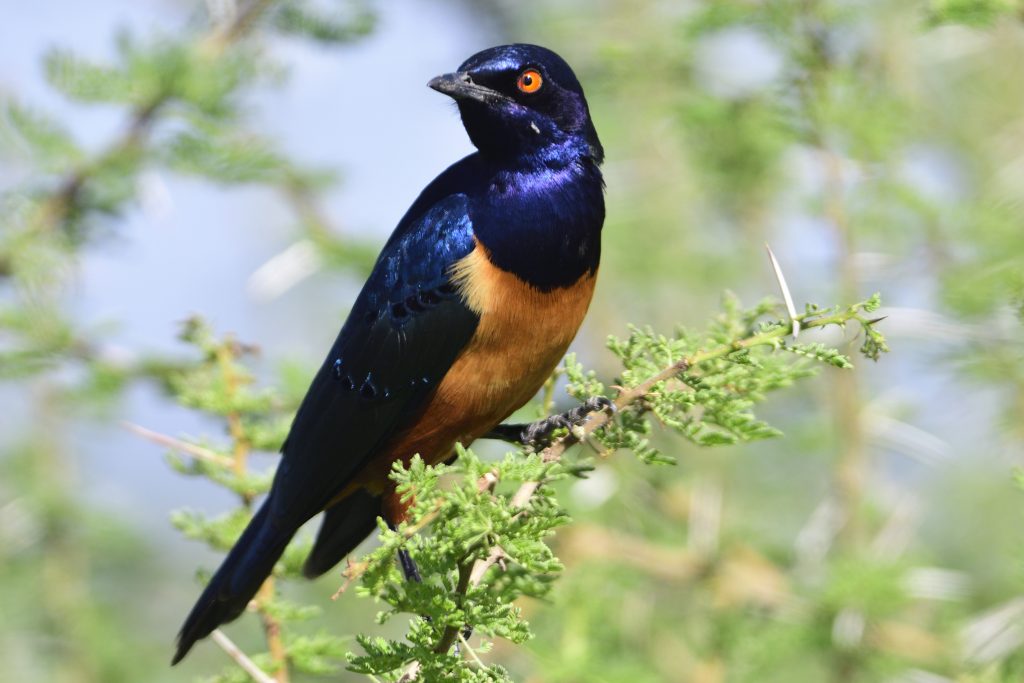 Hildebrandt´s Starling – Holmen Birding Safaris