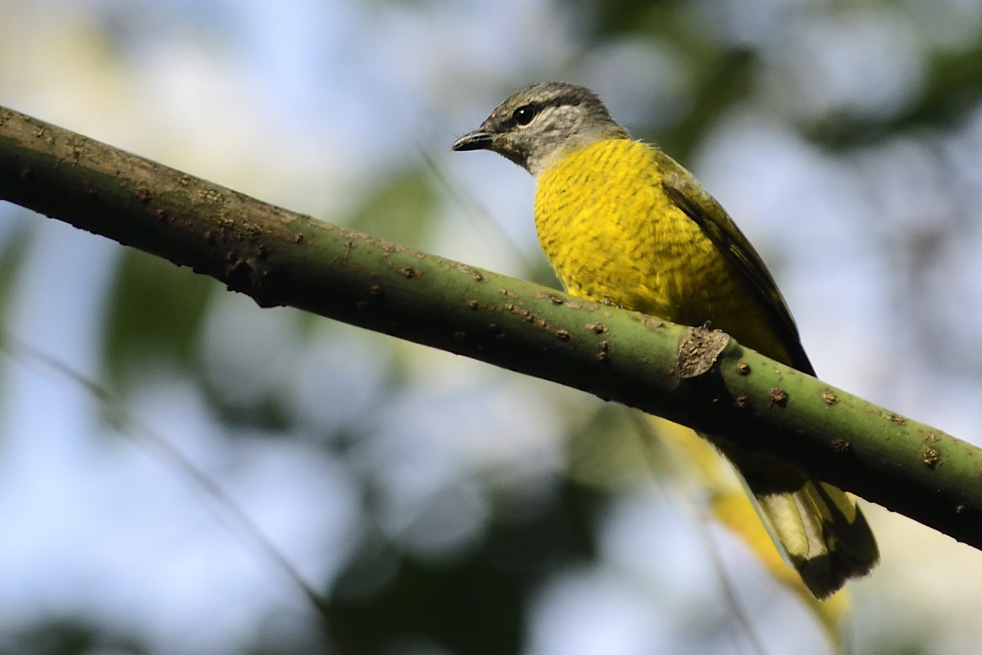 Petit´s Cuckooshrike – Holmen Birding Safaris