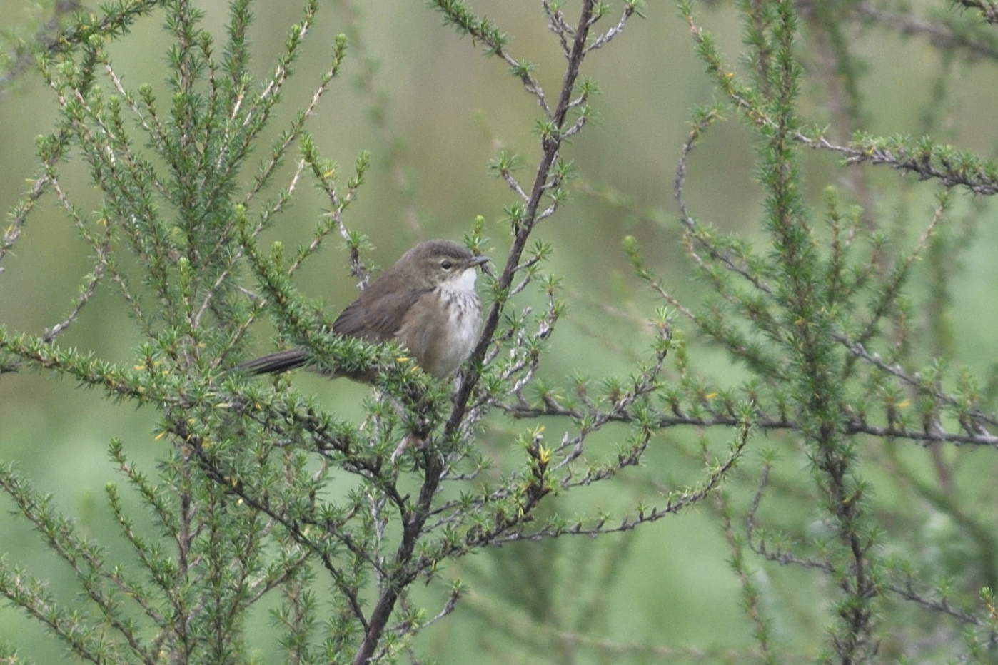 Grauer´s Swamp Warbler – Holmen Birding Safaris