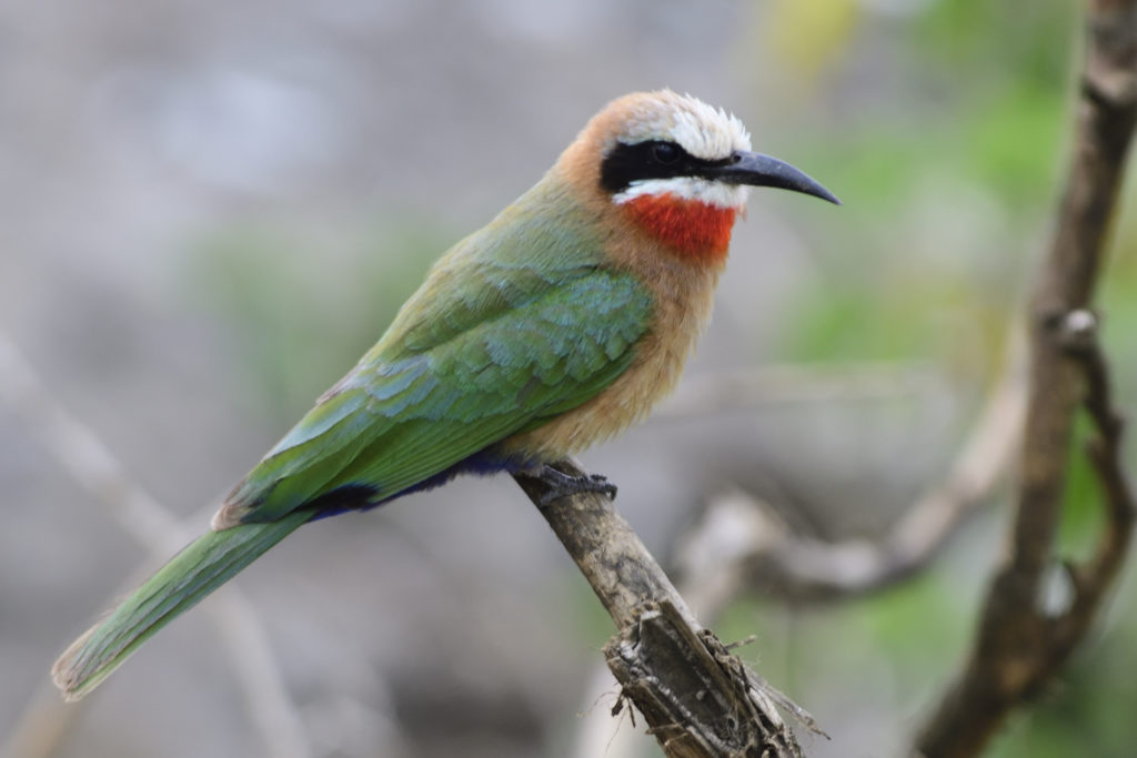 White-fronted Bee-eater – Holmen Birding Safaris