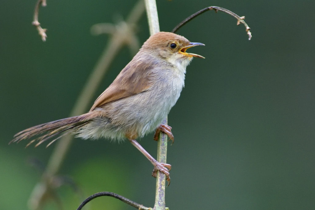 Hunter´s Cisticola – Holmen Birding Safaris