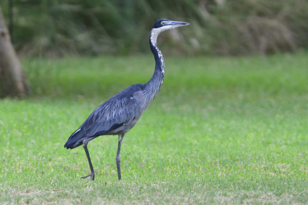 Black-headed Heron – Holmen Birding Safaris