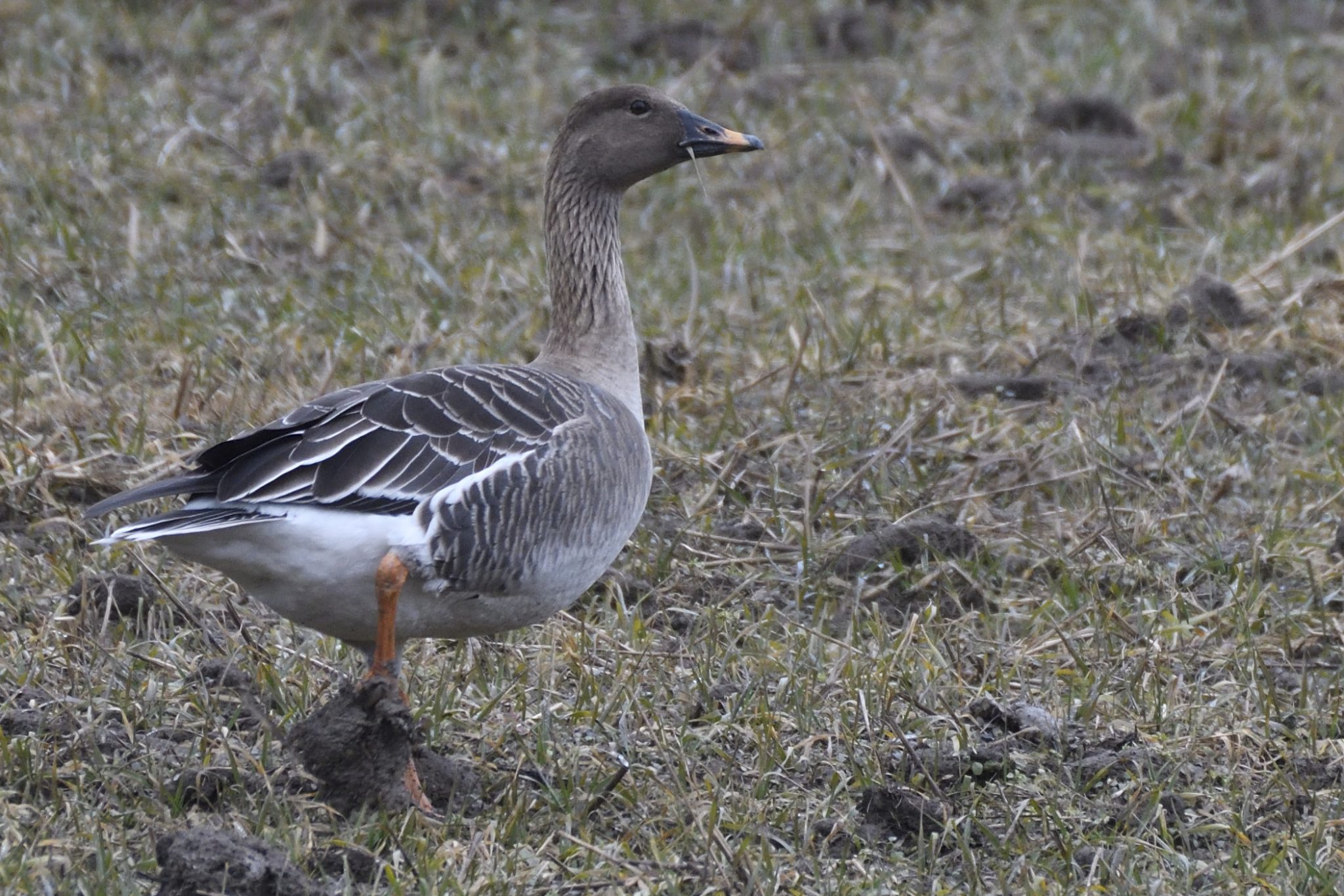 Bean Goose – Sædgås – Holmen Birding Safaris