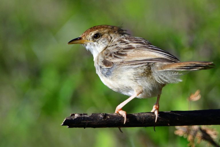 Rattling Cisticola – Holmen Birding Safaris