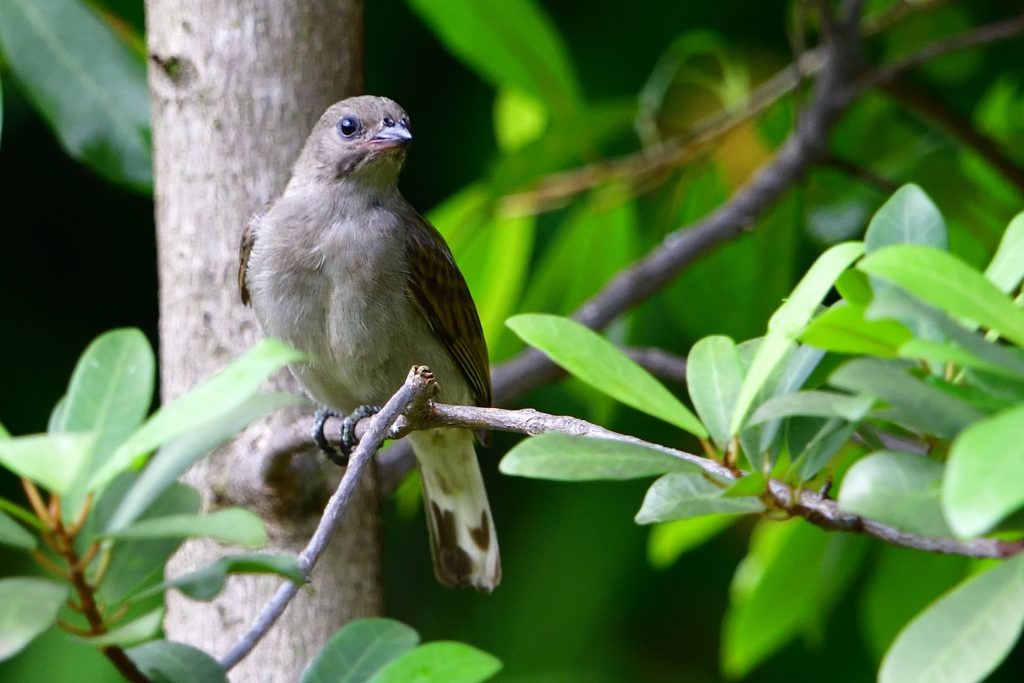 Lesser Honeyguide – Holmen Birding Safaris