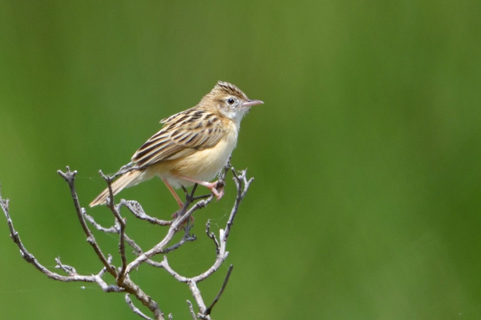 Zitting Cisticola – Holmen Birding Safaris