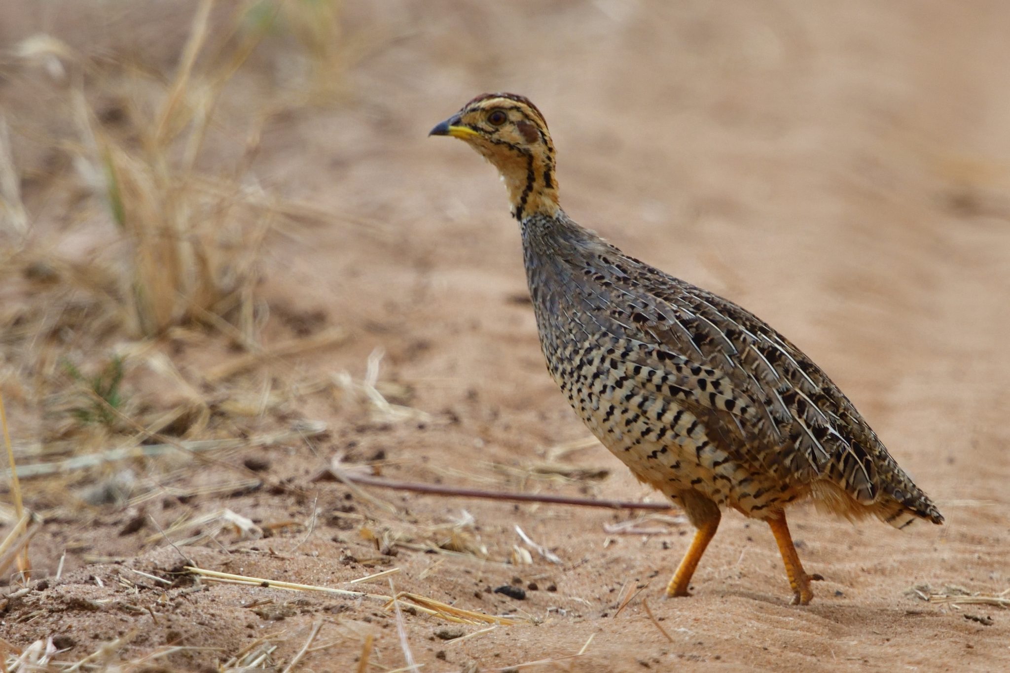 Coqui Francolin – Holmen Birding Safaris