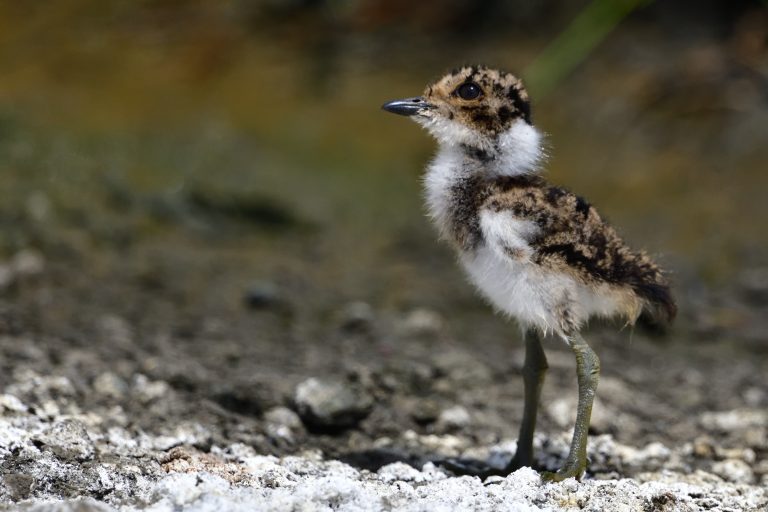 Blacksmith Lapwing – Holmen Birding Safaris