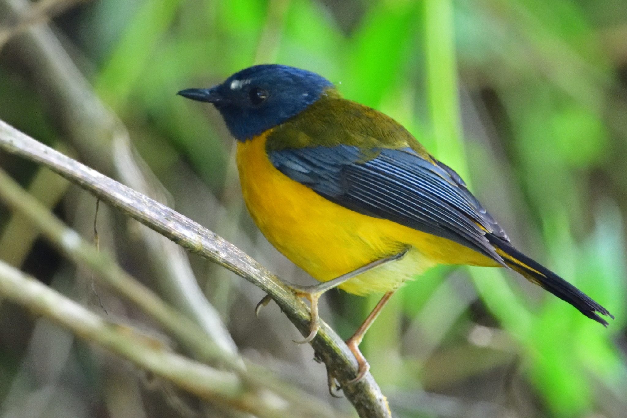 White-starred Robin – Holmen Birding Safaris