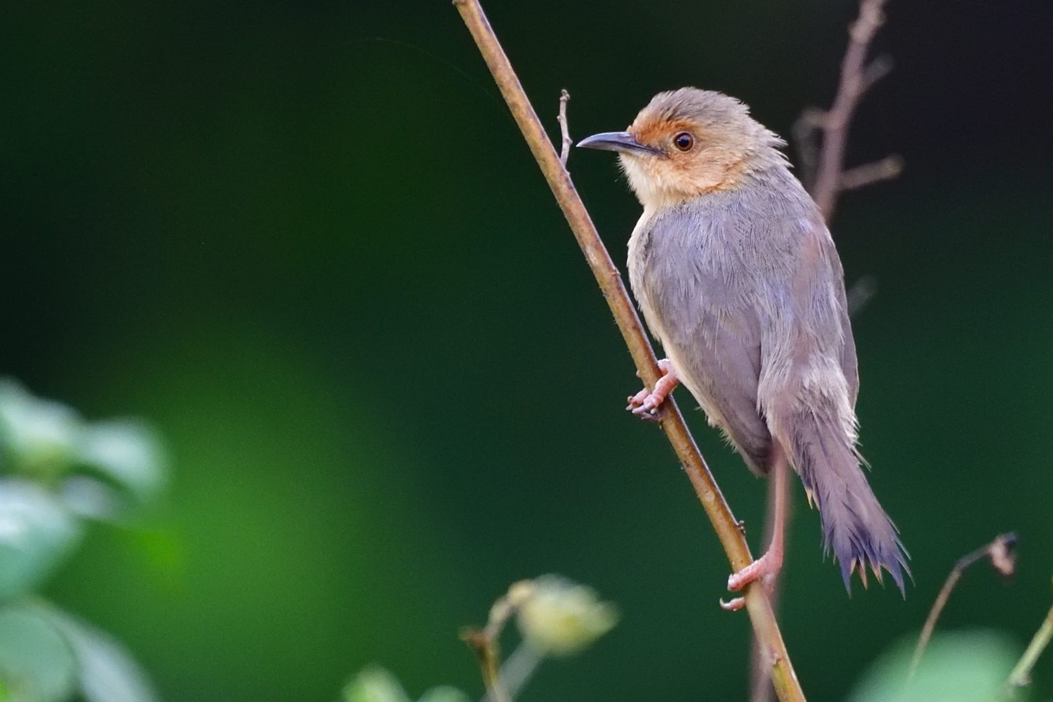 Red-faced Cisticola – Holmen Birding Safaris