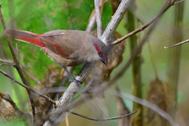 Crimson-rumped Waxbill – Holmen Birding Safaris