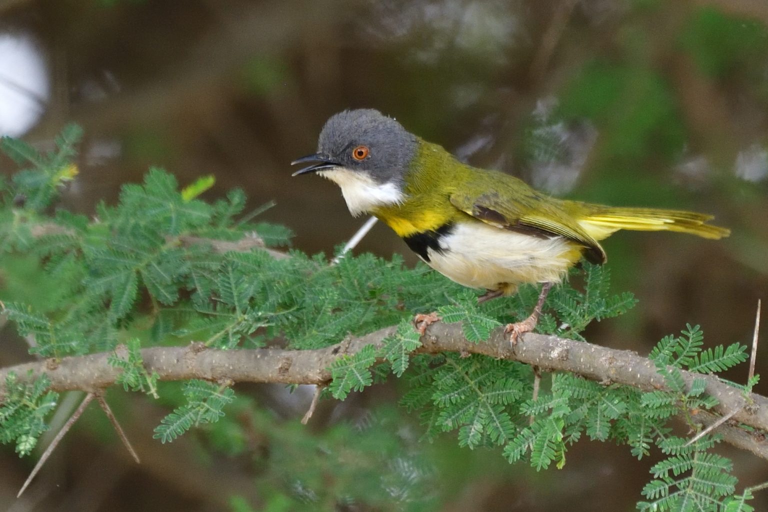 Yellow-breasted Apalis – Holmen Birding Safaris