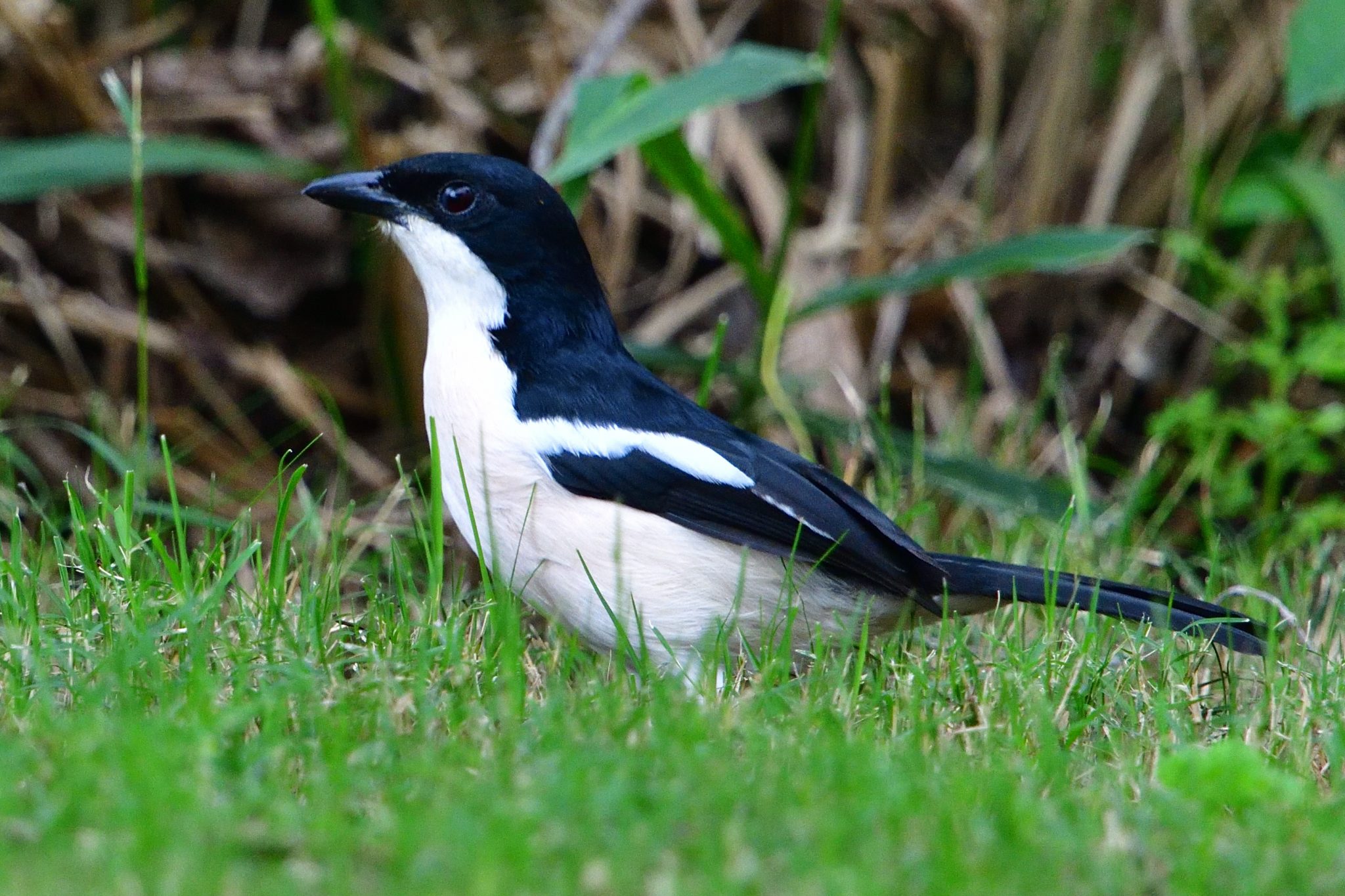 Tropical Boubou – Holmen Birding Safaris